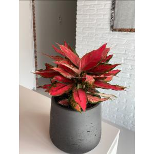 Aglaonema Cherry Baby 45 cm kamerplant